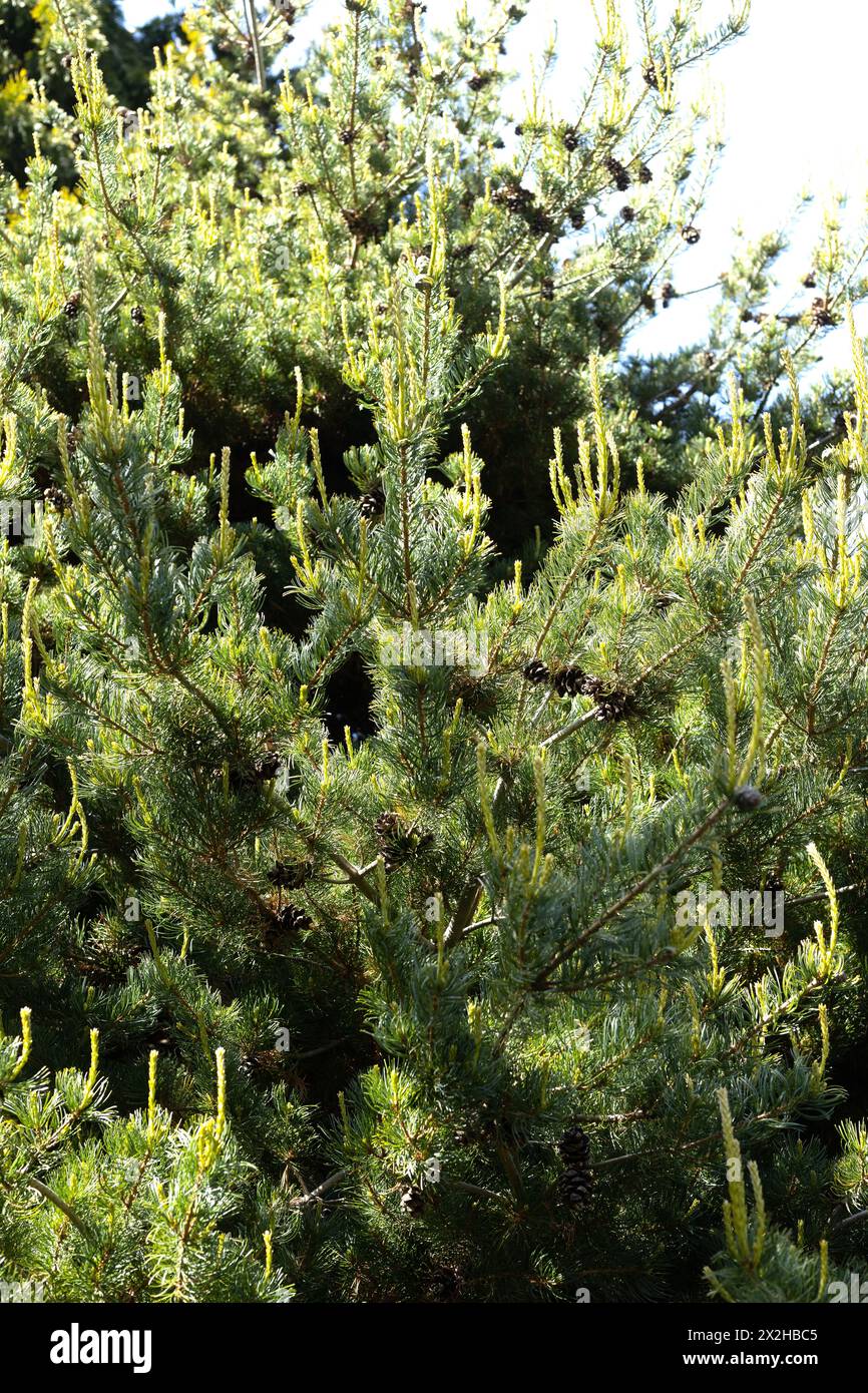 Pinus parviflora 'Kanrico' - Japanese white pine tree, close up. Stock Photo