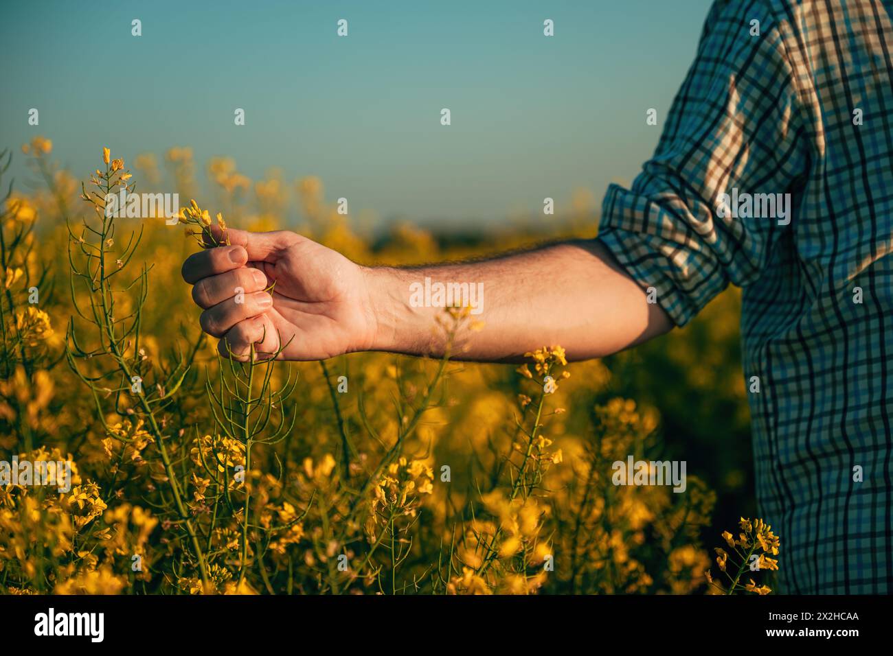 Closeup of male farmer hand examining oilseed rape crops in bloom, selective focus Stock Photo