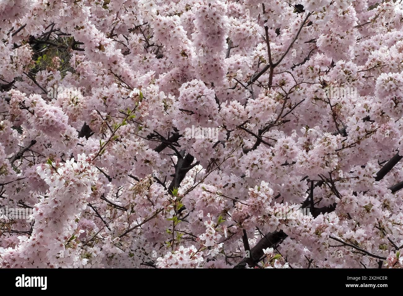 Toronto cherry blossoms hi-res stock photography and images - Alamy
