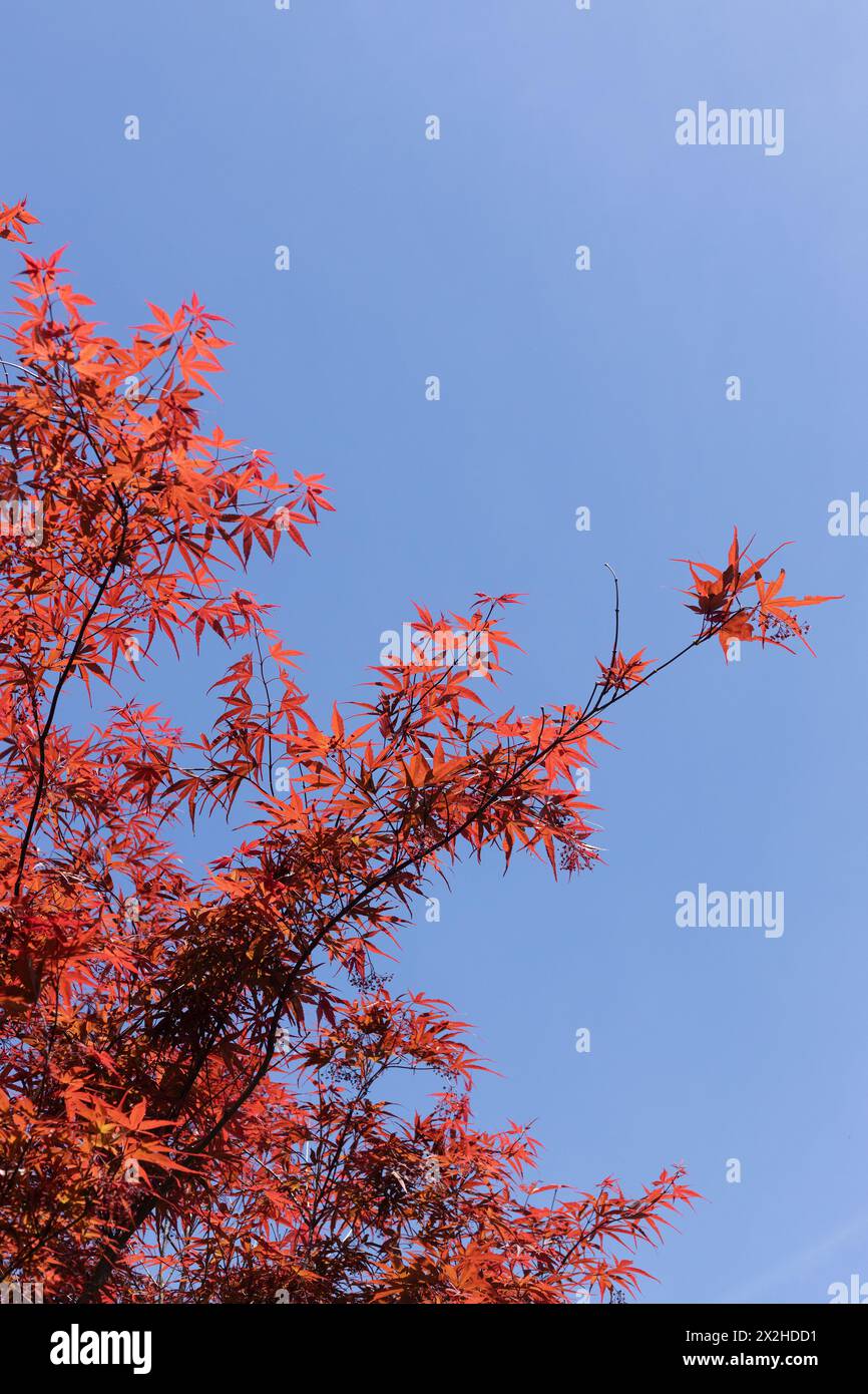 Acer palmatum 'Beni Otake' Japanese maple tree close up. Stock Photo