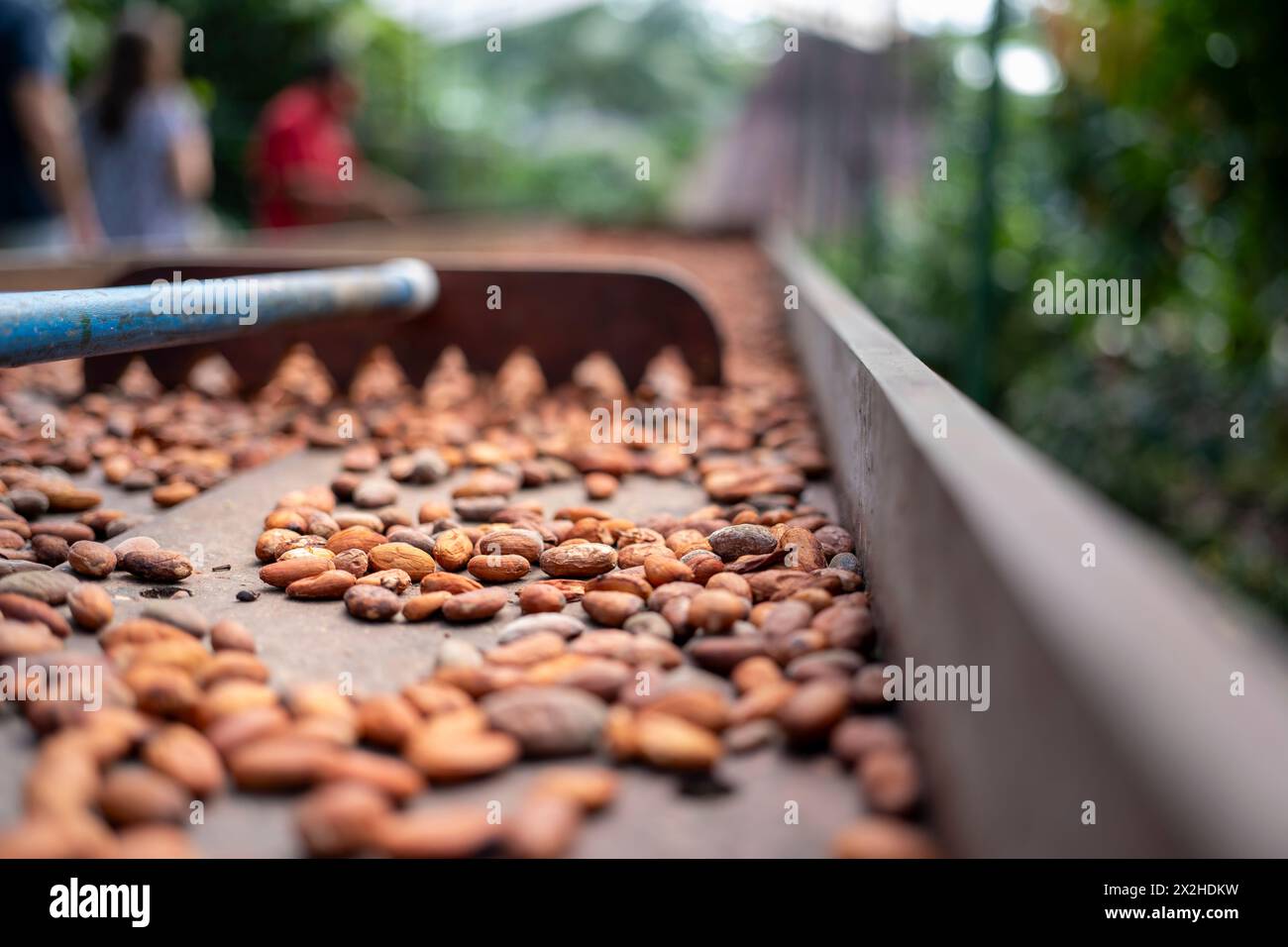 Cocoa beans in a plantation in Costa Rica Stock Photo Alamy