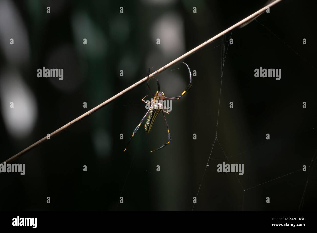 Spider in the jungle in Thailand Stock Photo - Alamy