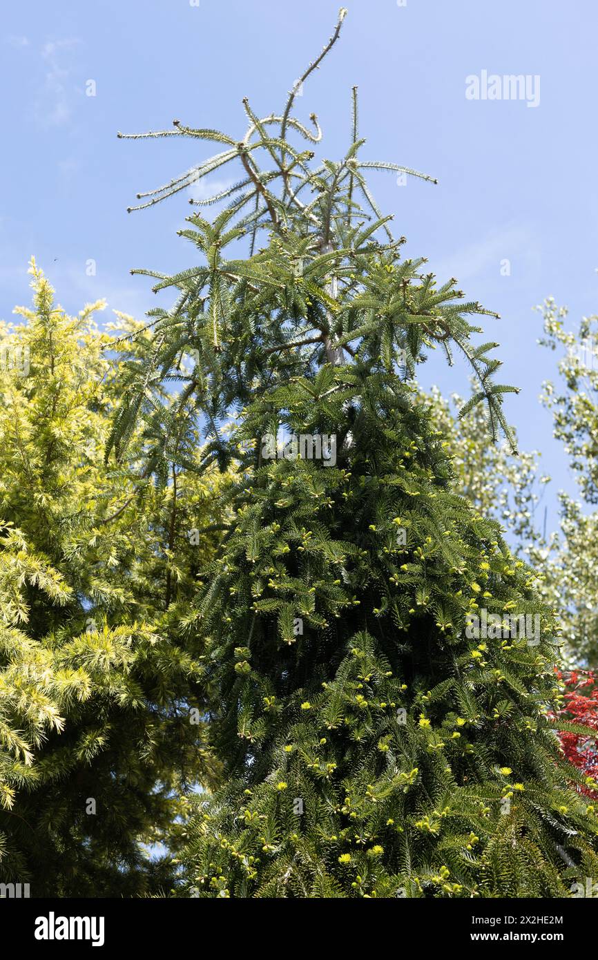 Abies alba 'Green Spiral' - weeping European silver fir tree. Stock Photo