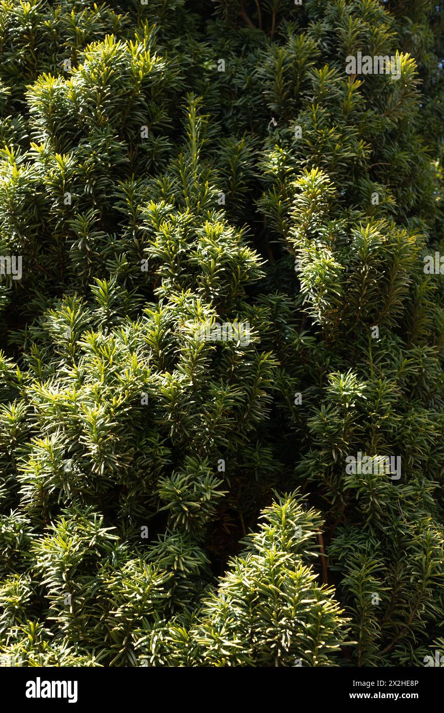Taxus baccata 'Standishii' - English yew tree. Stock Photo