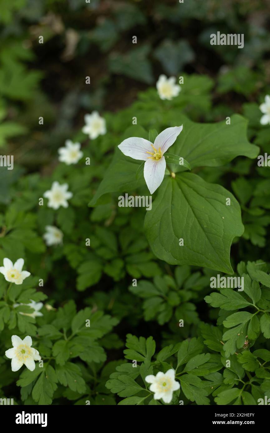 Pacific trillium flower surrounded by wood anemone flowers. Stock Photo
