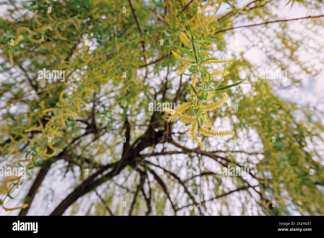 Big bright yellow willow tree hi-res stock photography and images - Alamy