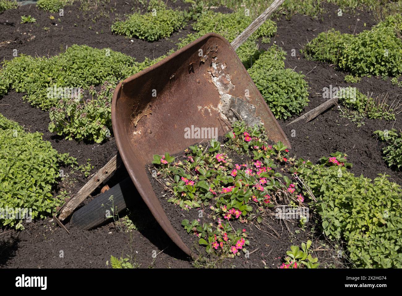 A tipped over wheelbarrow in a garden serving as a container for flowers. Stock Photo
