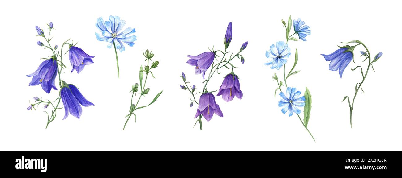 Blue chicory and campanula. Set of wild meadow flowers. Flower heads, bud, leaf. Cichorium and bell. Delicate intybus and harebell branches. Stock Photo