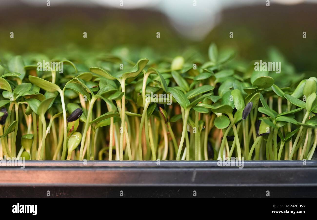 Montreal, Canada. 22nd Apr, 2024. Microgreens grown at a new business startup Redfroglab Inc., an urban modular farm in Montreal, Monday April 22, 2024. Credit: The Canadian Press/Alamy Live News Stock Photo