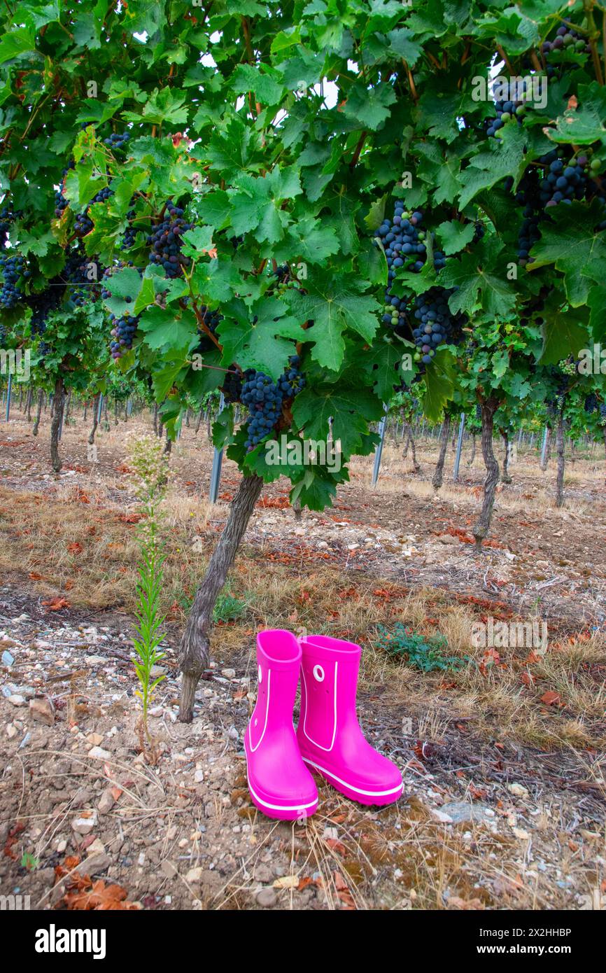 Pink rubber boots with beautiful green vineyard in autumn. Country style. Grape and wine. Nature background. Stock Photo