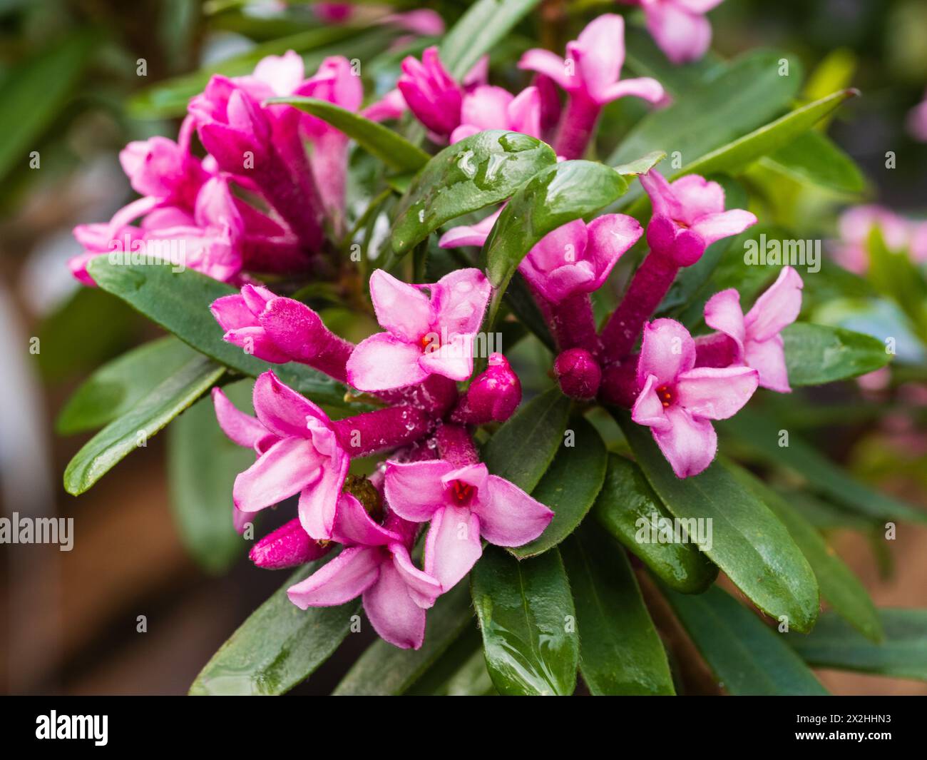 Scented pink flowers of the long blooming hardy evergreen shrub, Daphne x transatlantica 'Pink Fragrance' Stock Photo