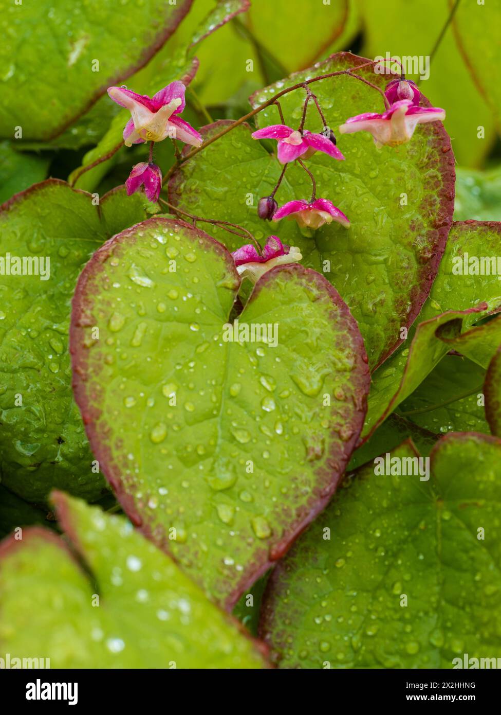 Spring flowers and red edged foliage of the hardy perennial groundcover barrenwort, Epimedium x rubrum Sweetheart Stock Photo