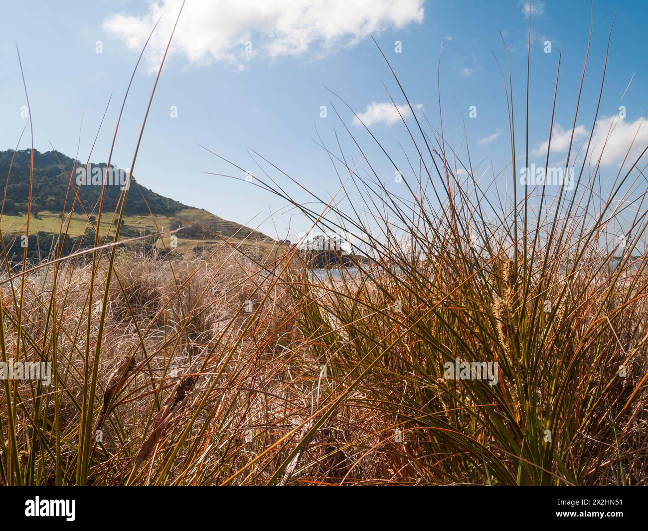 Closeup beach grass or pingao on coastal beach Matakana Island. Stock Photo