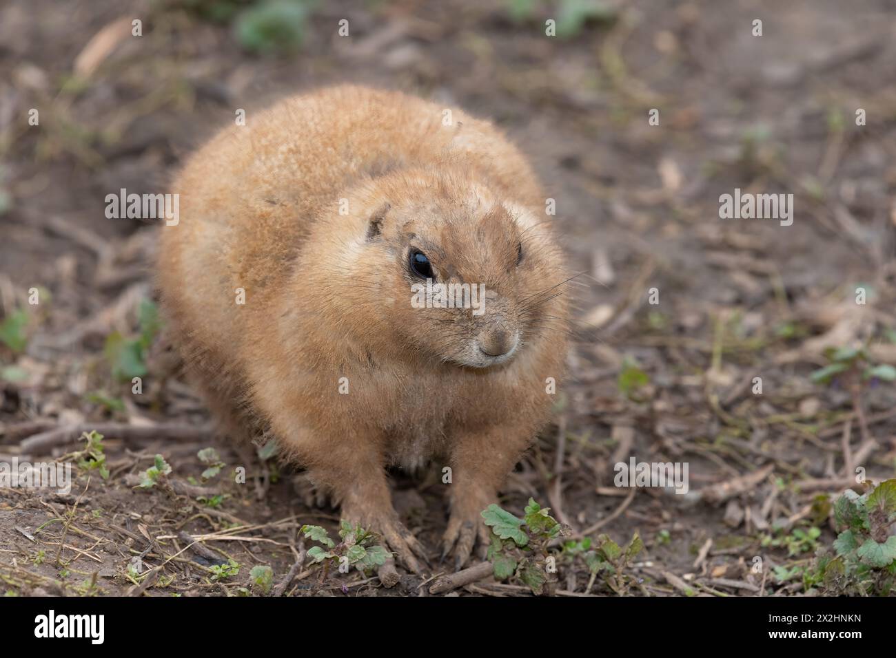 Portrait of a groundhog (marmota monax) Stock Photo