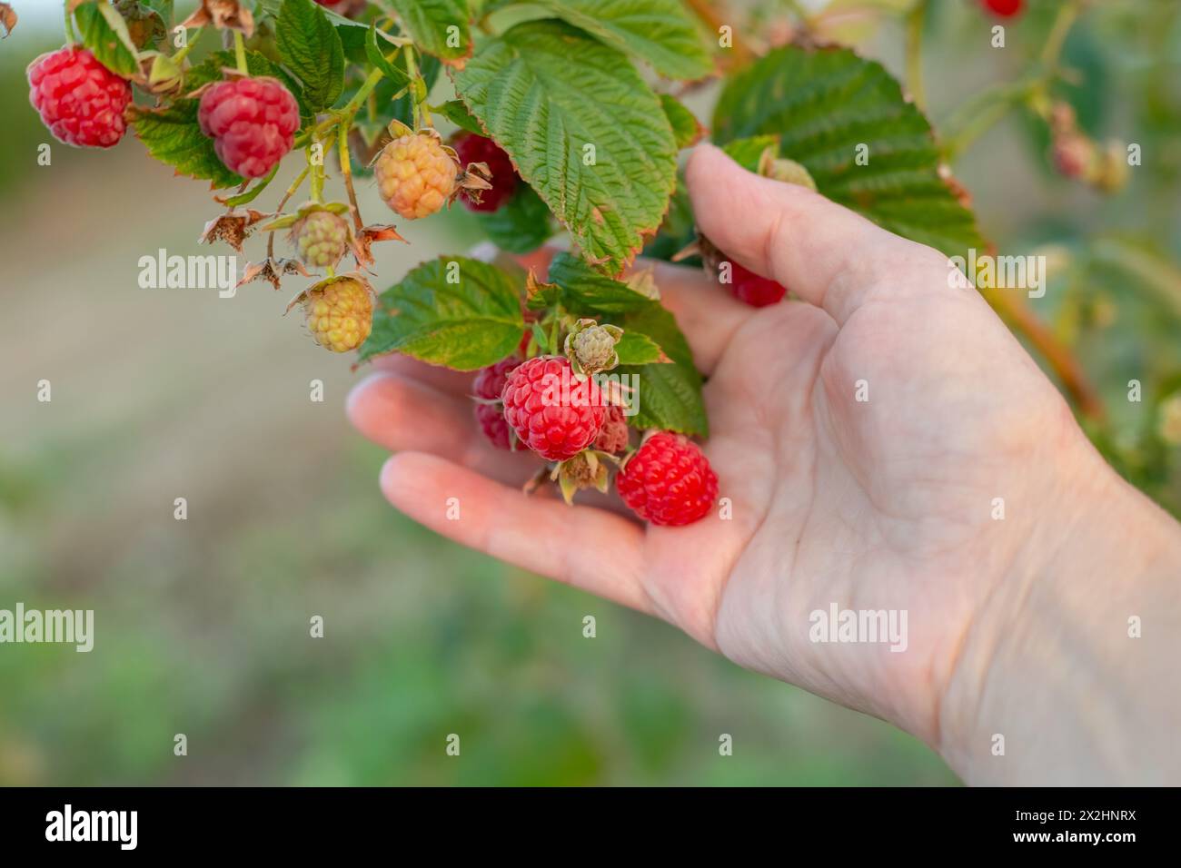 The woman collects ripe raspberries in the garden. Growing berries and ...