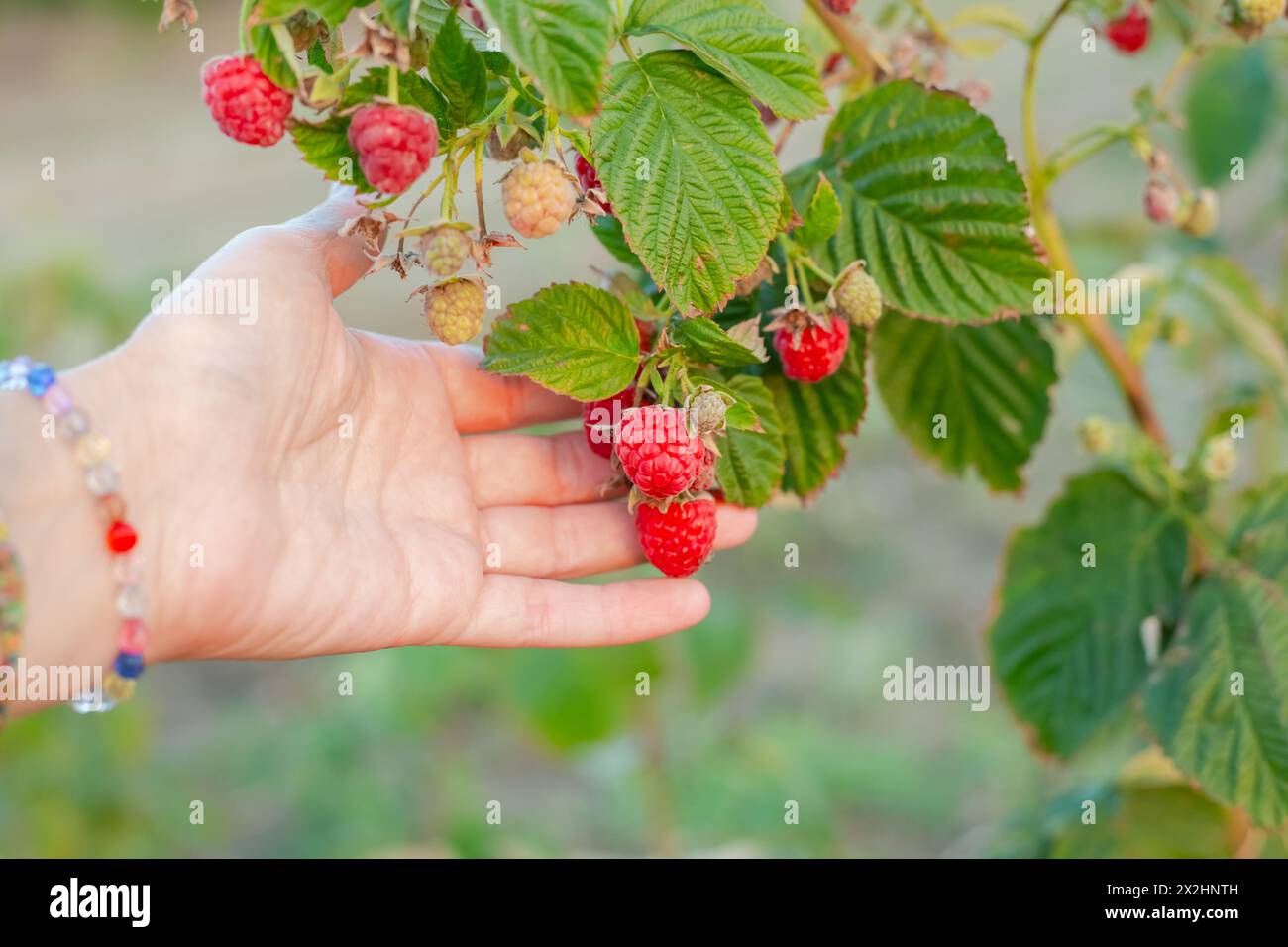 The woman collects ripe raspberries in the garden. Growing berries and ...