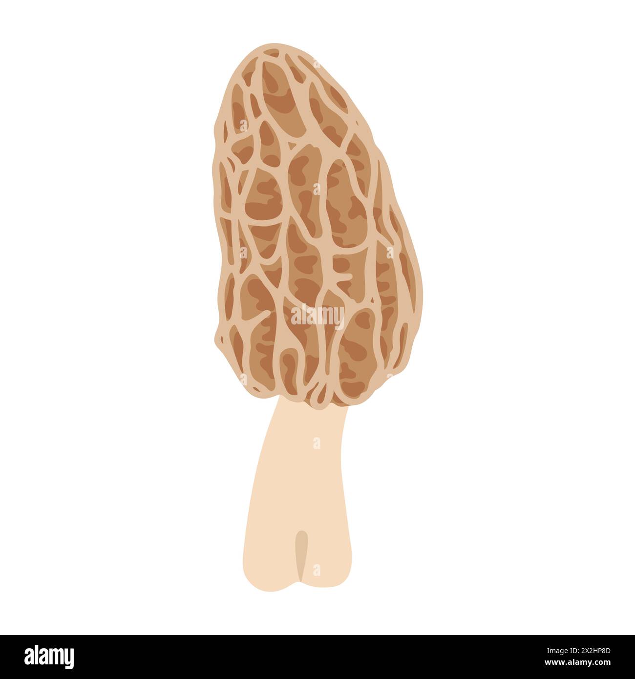 Morel mushrooms. Hand drawn trendy flat style, family of edible ...