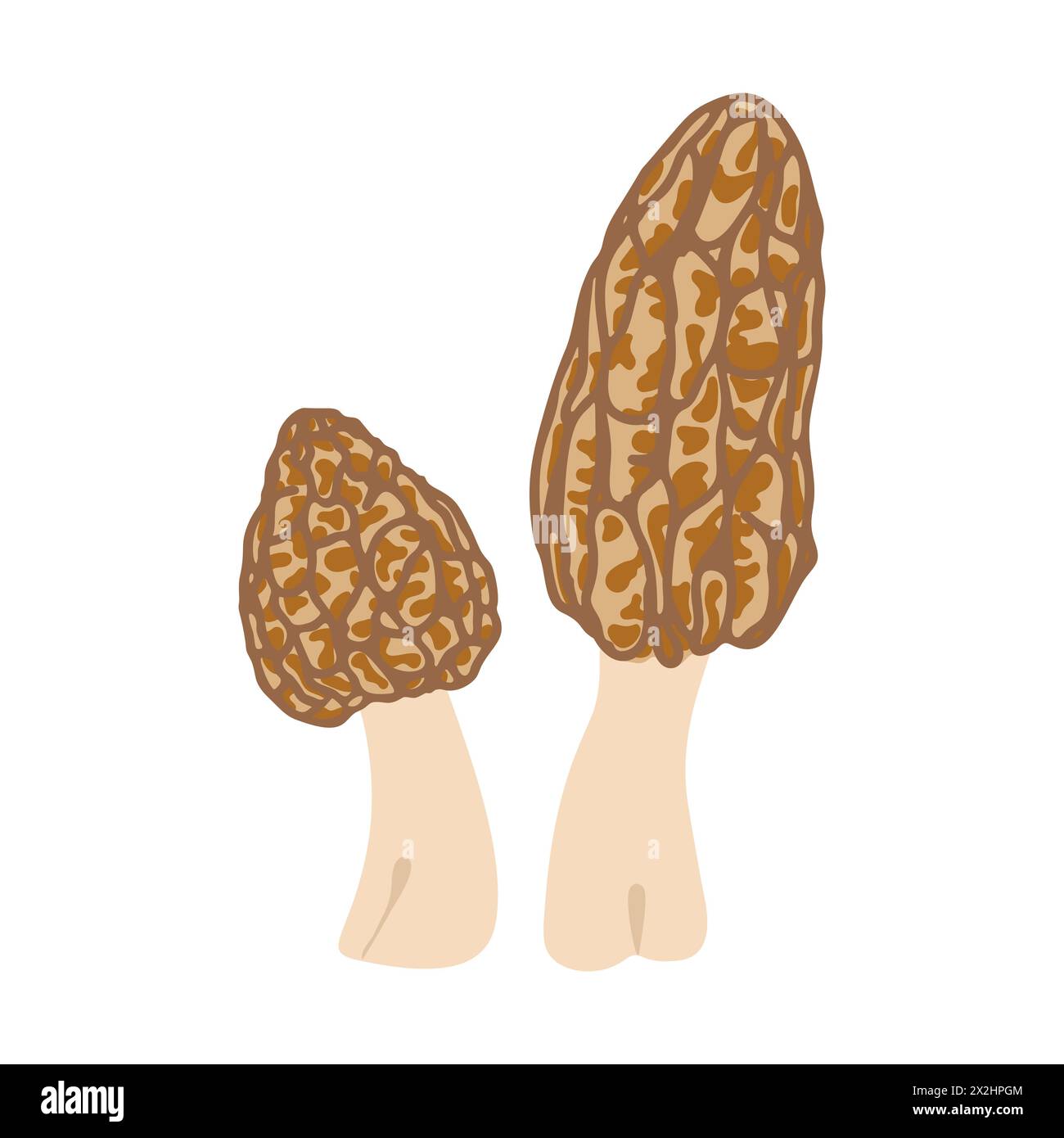 Morel mushrooms Hand drawn trendy flat style family of edible