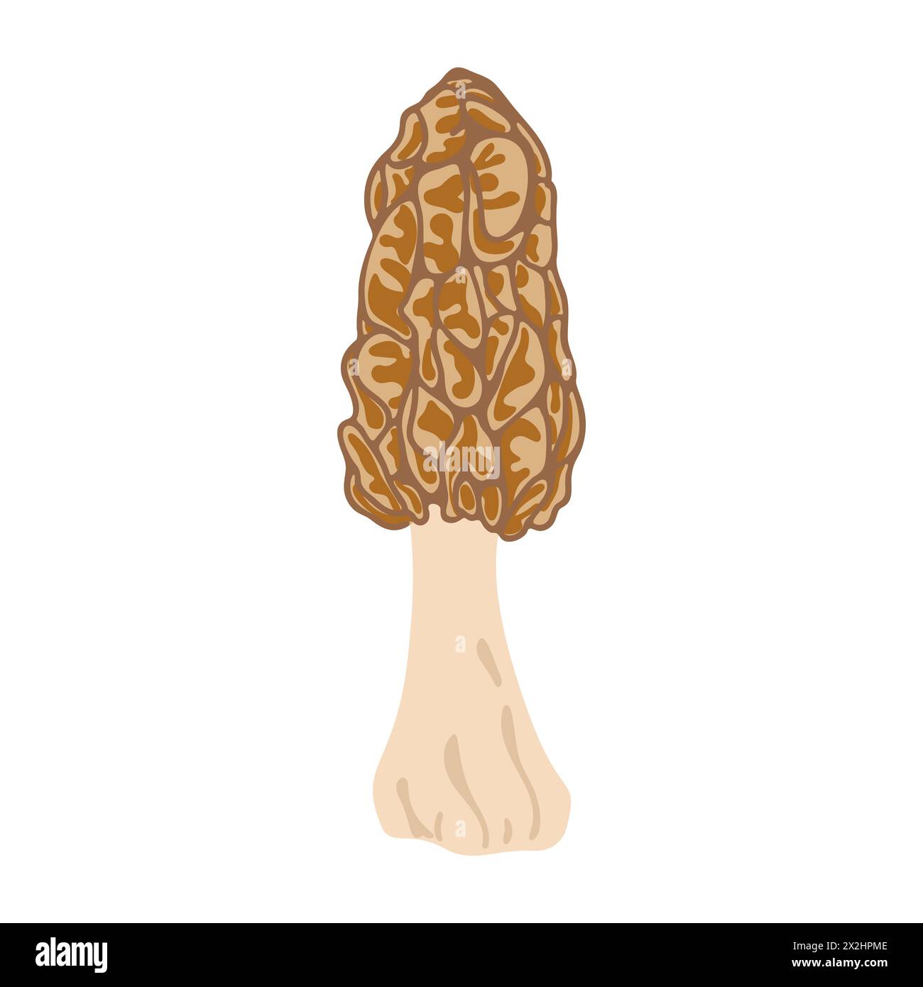 Morel mushrooms. Hand drawn trendy flat style, family of edible ...