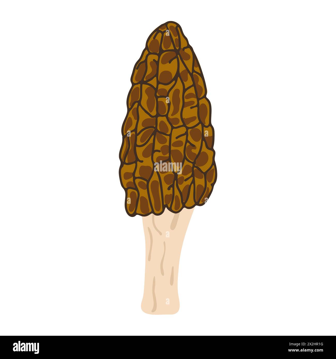 Morel mushrooms Hand drawn trendy flat style family of edible