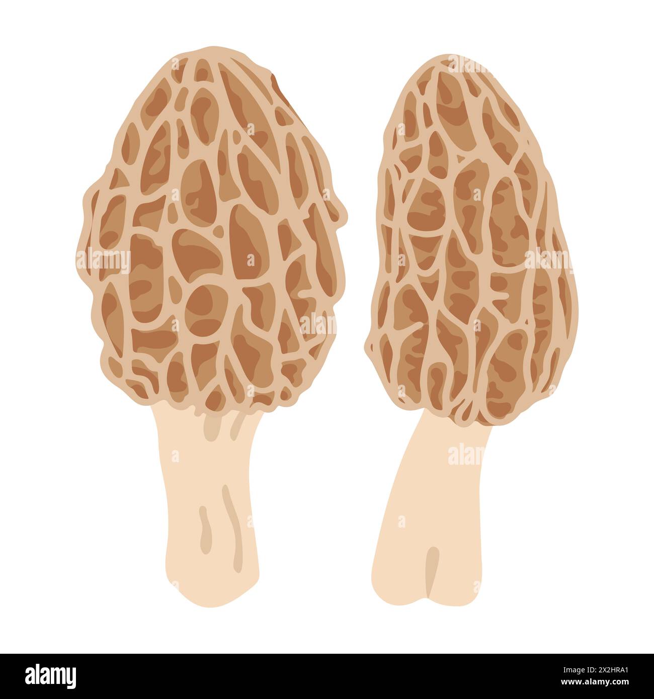 Morel mushrooms Hand drawn trendy flat style family of edible