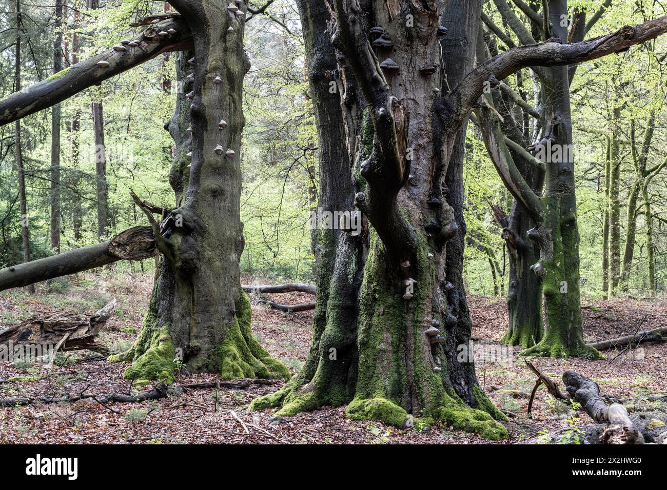 Common beeches (Fagus sylvatica), Emsland, Lower Saxony, Germany Stock Photo