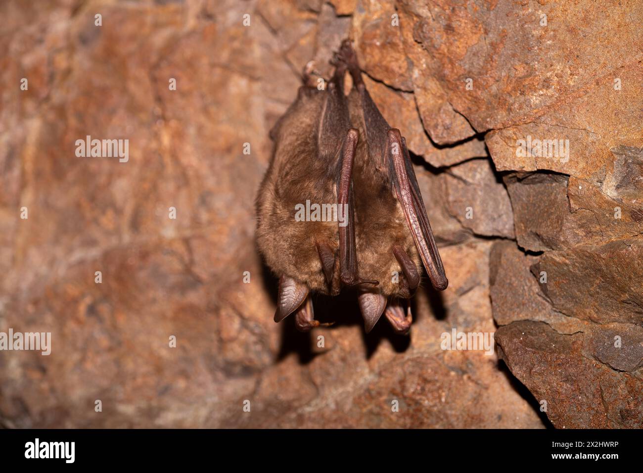 Greater mouse-eared bat (Myotis myotis), hibernating in a cave, North ...