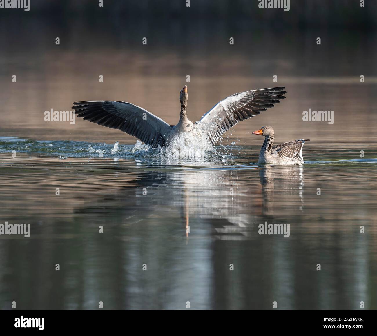 Greylag geese (Anser anser), greylag geese on a pond, one animal lands, Thuringia, Germany Stock Photo