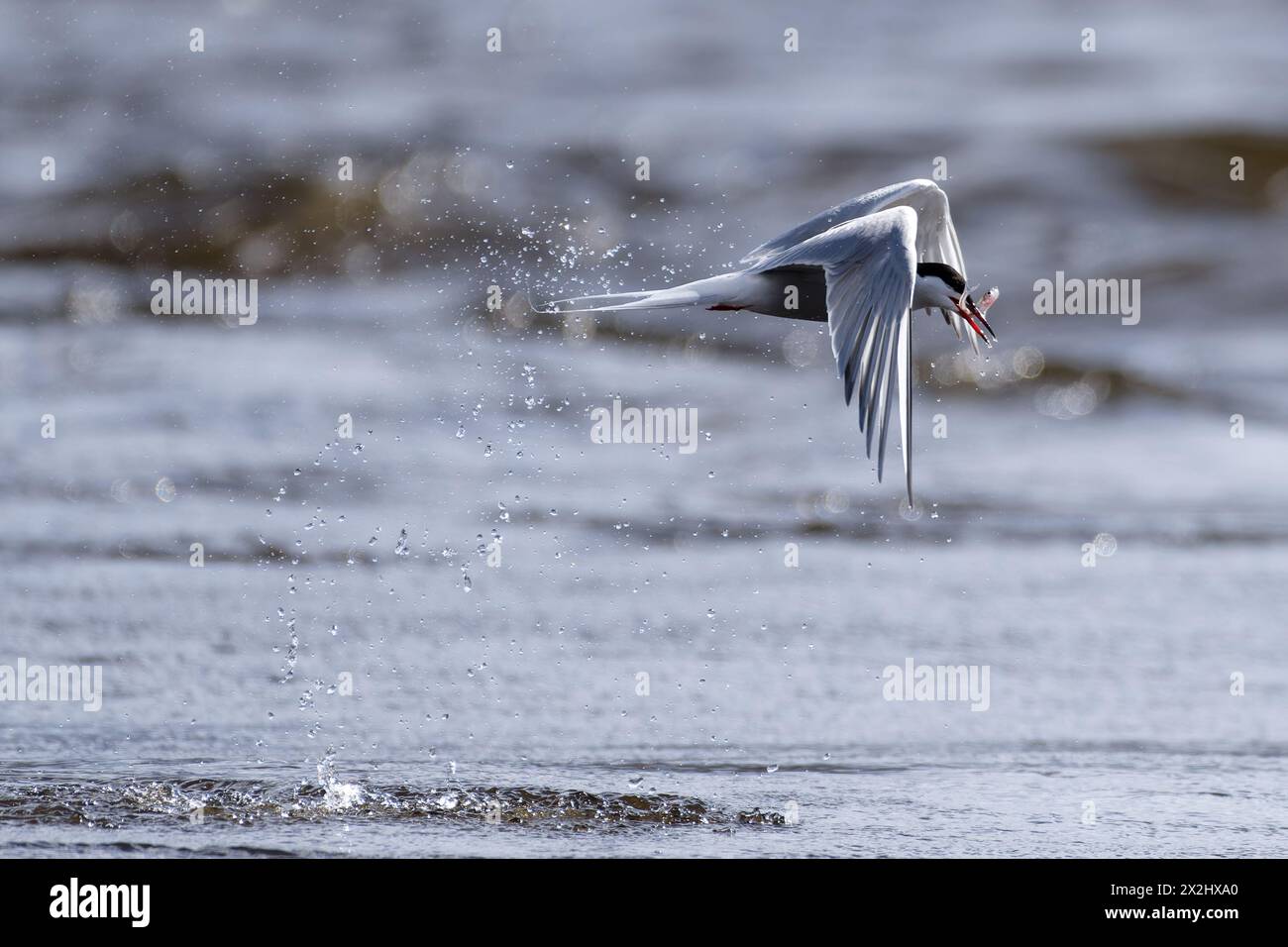 Common tern rising from water with a tiny smelt fish in its peak that was freshly caught at the end of April in Western Finland. Stock Photo