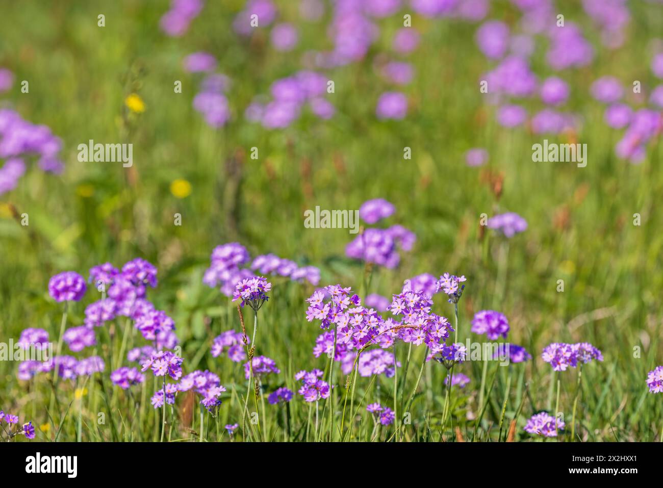 Flowering Bird's-eye primrose (Primula farinosa) on a meadow in early summer Stock Photo