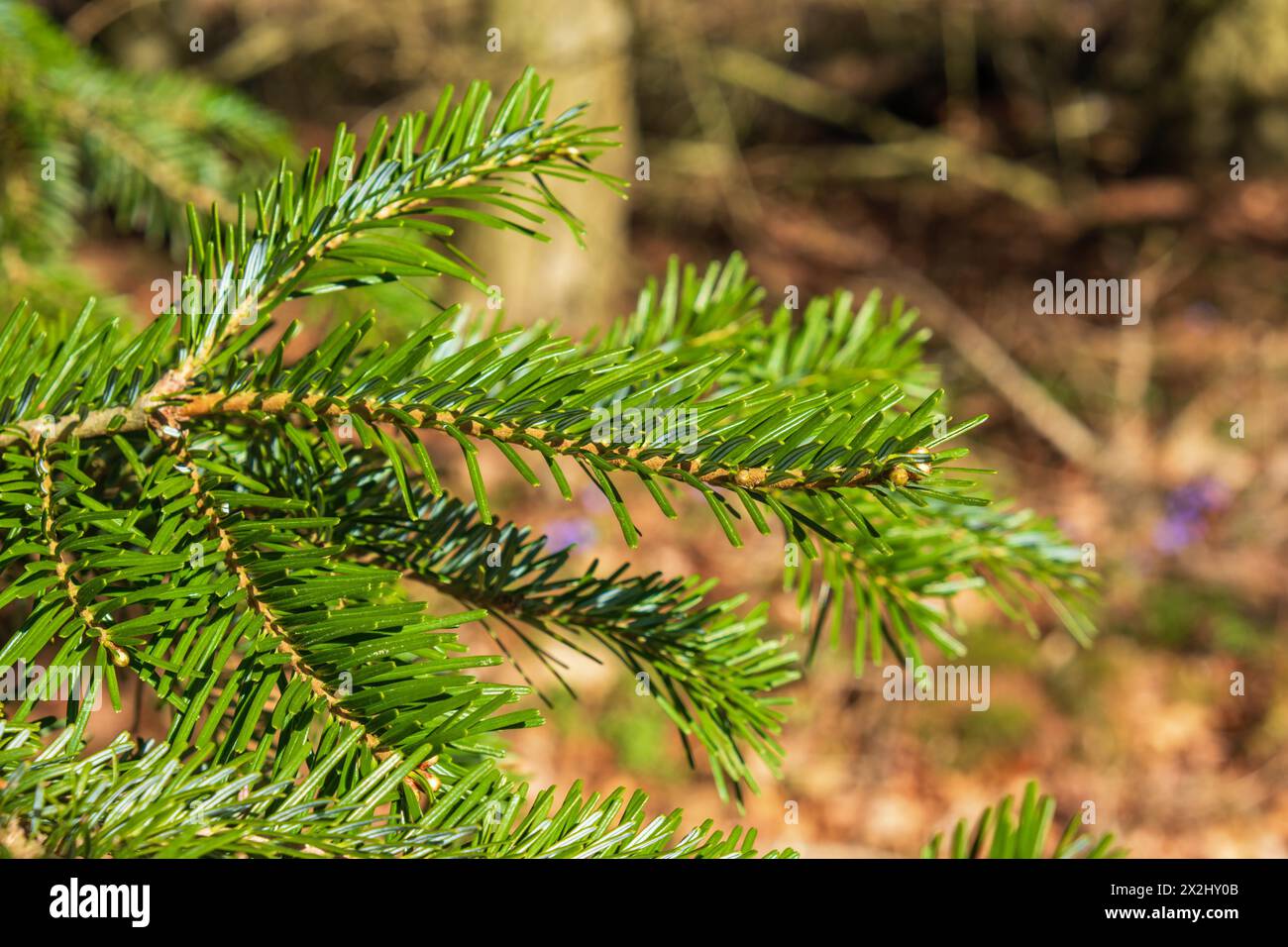Branch of a Veitch's silver-fir (Abies veitchii) with green needles in a woodland Stock Photo