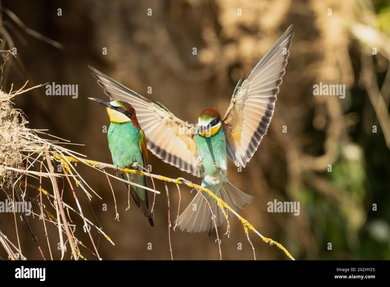 Bee-eater two birds sitting next to each other on a branch looking from the front left and approaching from the front with open wings looking towards Stock Photo