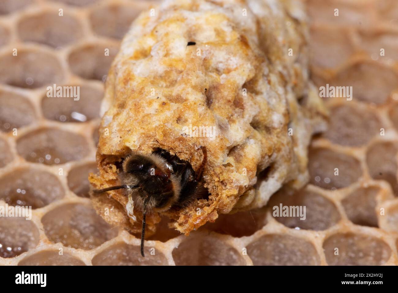 Honey bee queen hatching from brood cell seen from the front left Stock Photo
