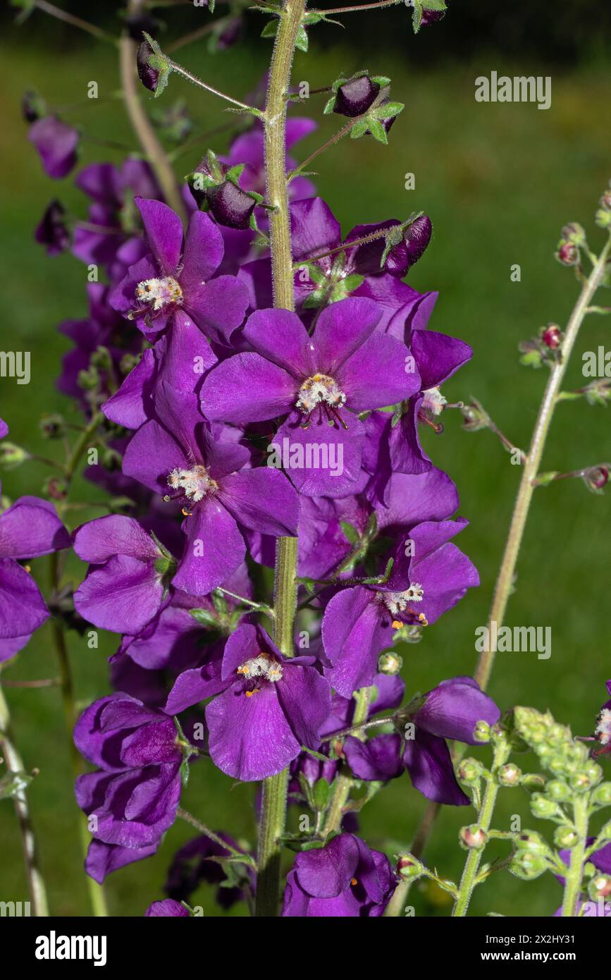 Phoenician mullein a few opened purple flowers next to each other Stock Photo