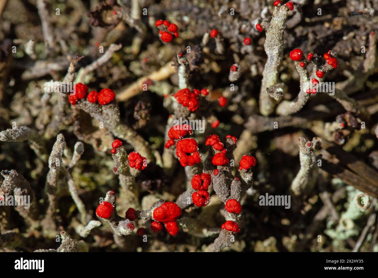 Scarlet cup lichen several fruiting bodies with red tips next to each other Stock Photo