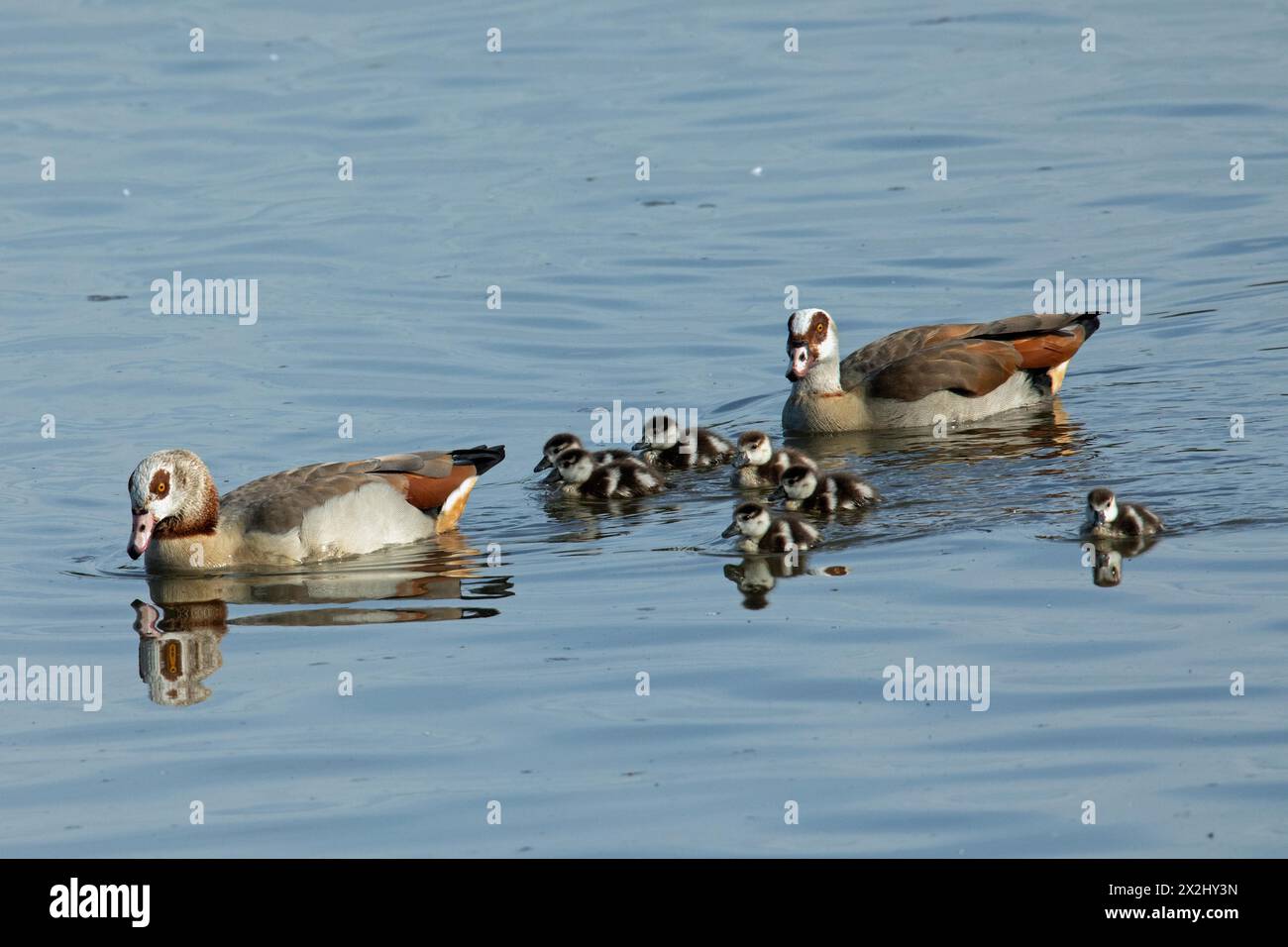 Nile goose male and female with seven young birds swimming in water on the left looking left Stock Photo