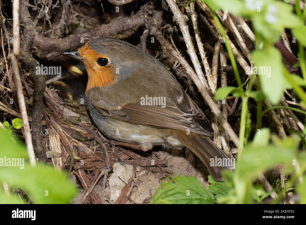 Robin sitting on nest looking left Stock Photo