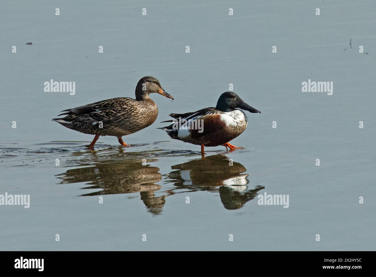 Shoveler female and male with mirror image standing side by side in water looking right Stock Photo