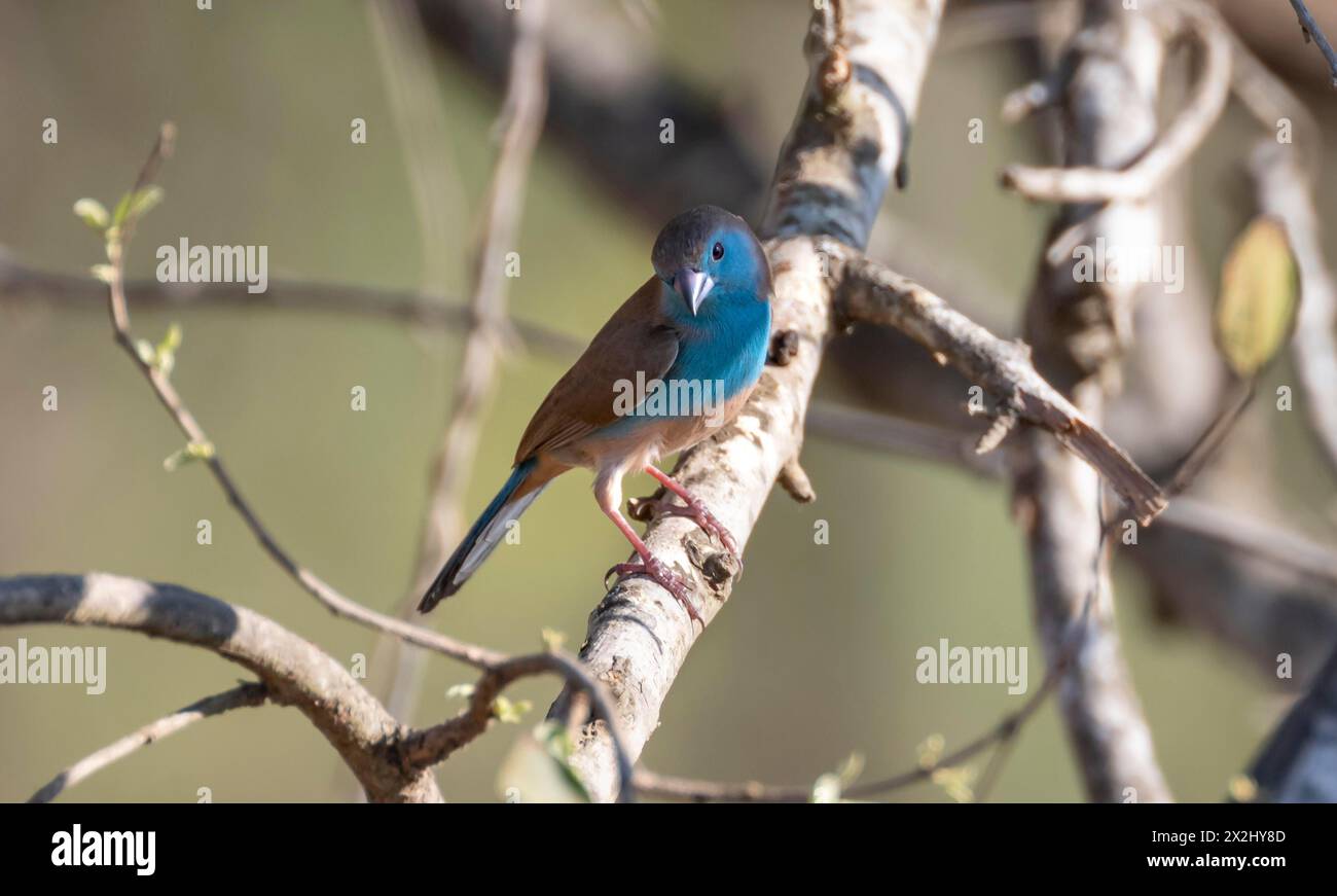 Blue waxbill (Uraeginthus angolensis) sitting on a branch, Kruger National Park, South Africa Stock Photo