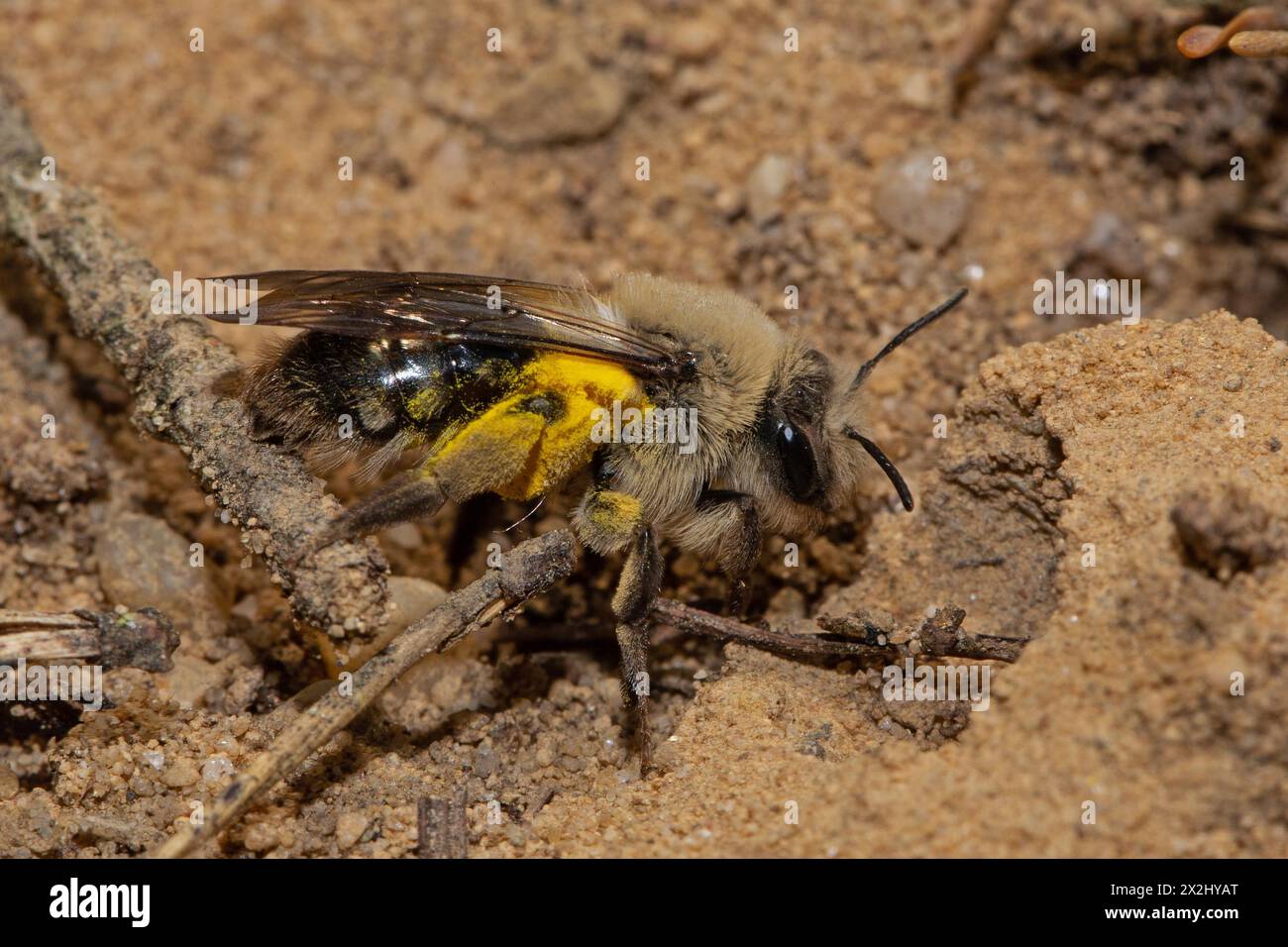 Willow sand bee with yellow pollen sitting on sand, looking right Stock Photo