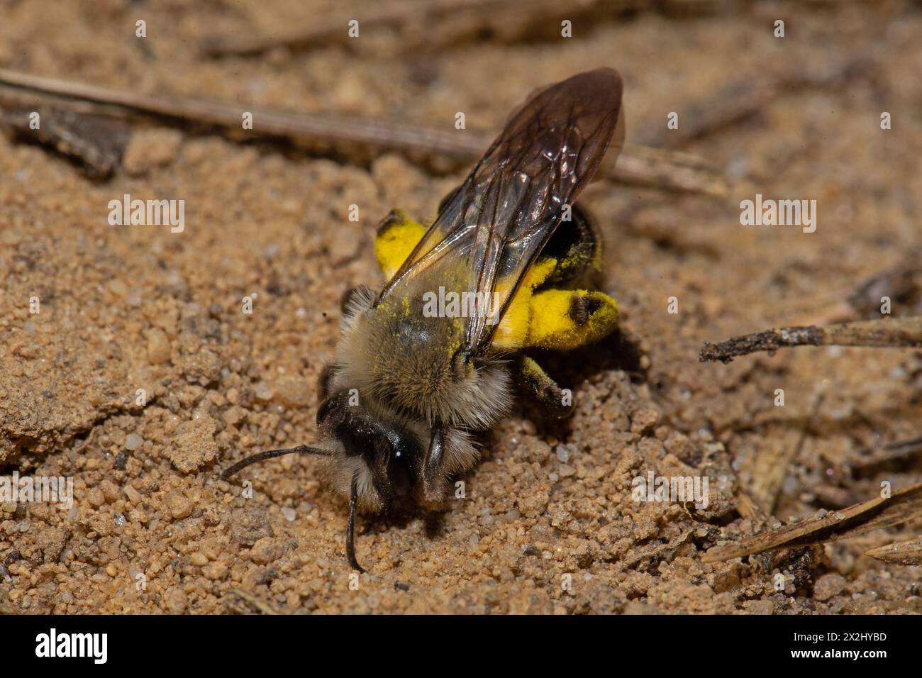 Willow sand bee with yellow pollen sitting on sand looking diagonally left Stock Photo