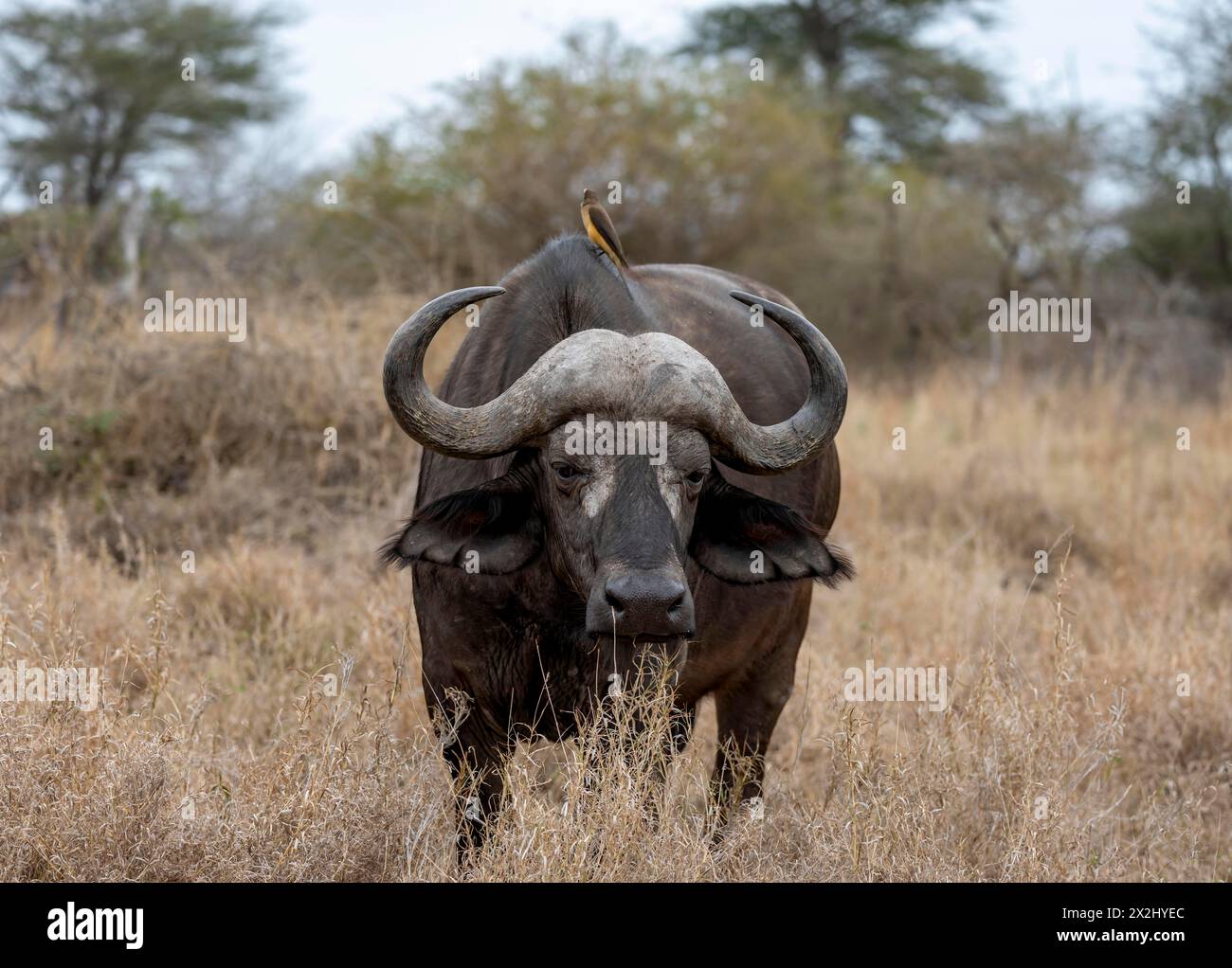 African buffalo (Syncerus caffer caffer) with yellowbill oxpecker (Buphagus africanus), in dry grass, Kruger National Park, South Africa Stock Photo