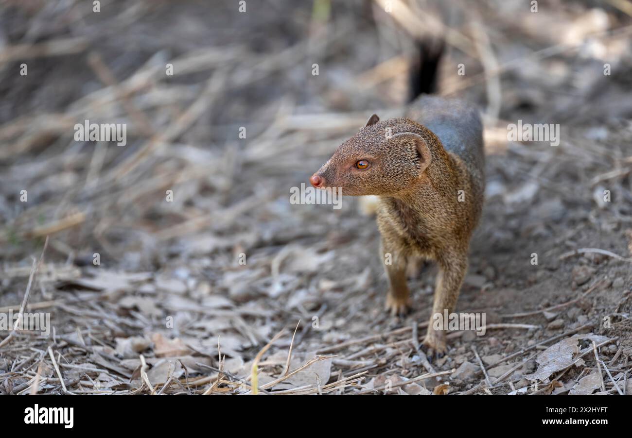 Slender mongoose (Herpestes sanguineus) Kruger National Park, South Africa Stock Photo