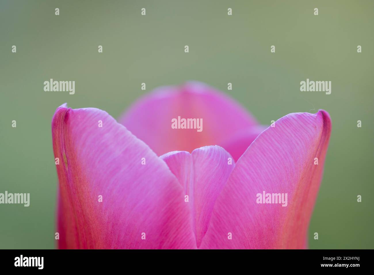 Pink tulip (Tulipa), Stuttgart, Baden-Wuerttemberg, Germany Stock Photo