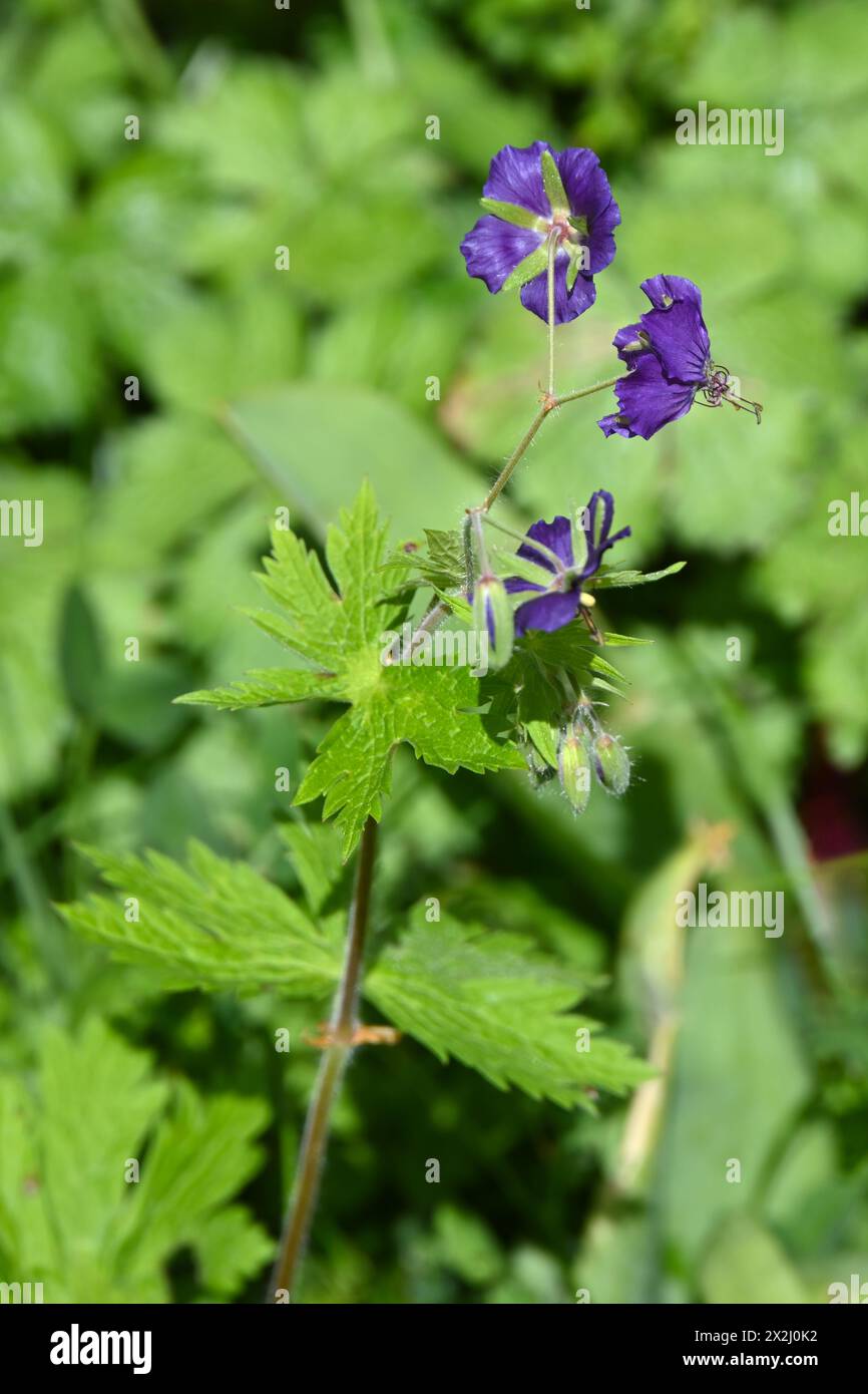 Dainty rich purple spring flowers of hardy geranium or cranesbill Lily Lovell in UK garden Stock Photo
