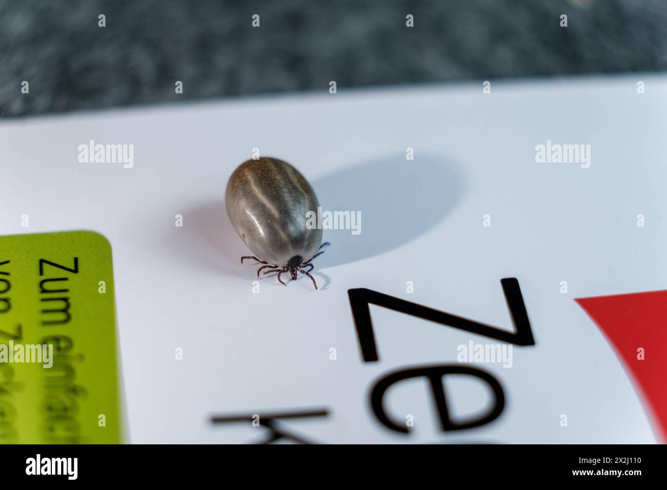 Ixodes ricinus, wood tick, tick, mite, disease carrier, disease ...