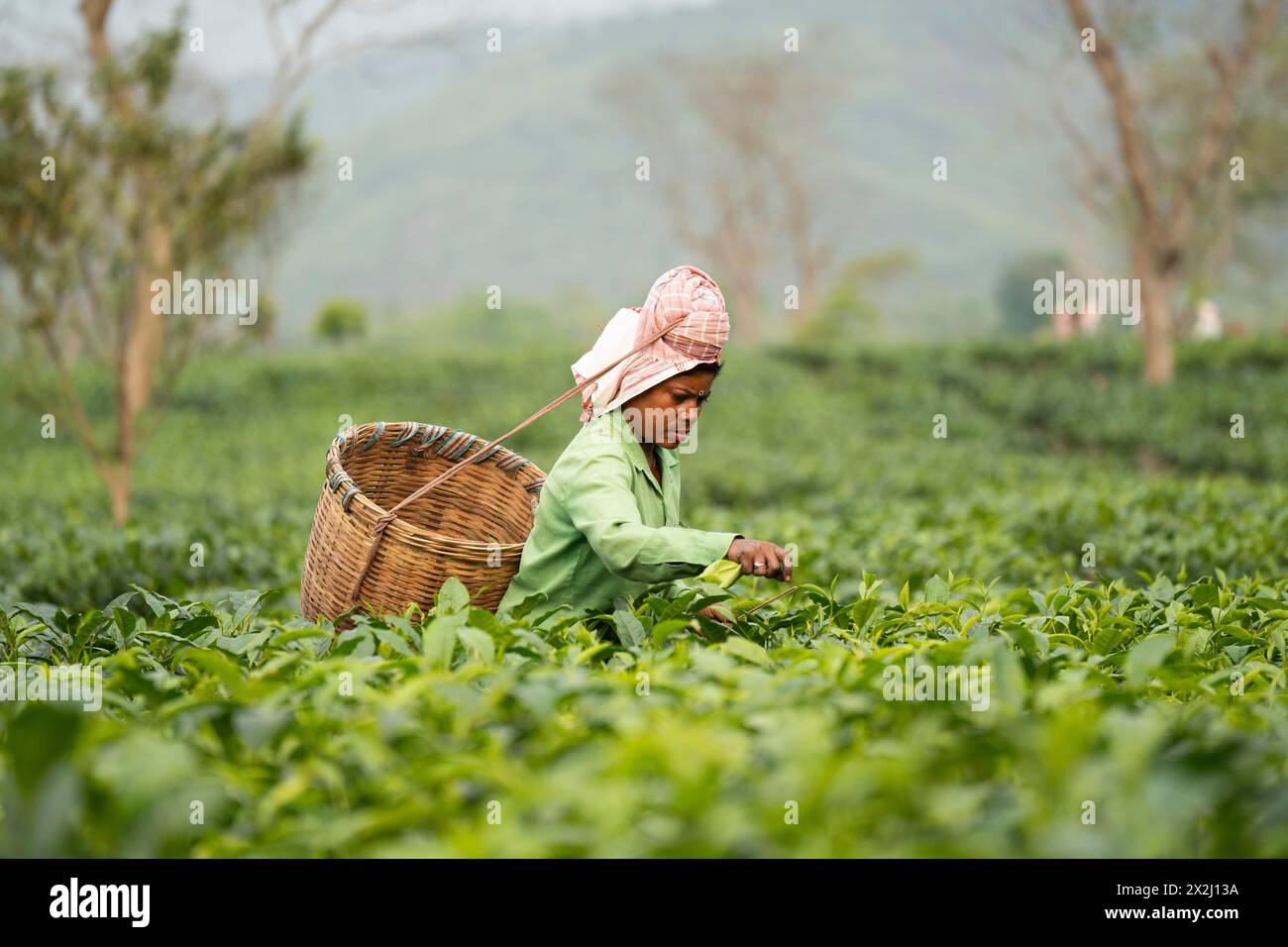 Bokakhat, India. 20 April 2024. Women tea plucker plucking tea leaves at a tea estate, in Bokakhat, Assam, India. The tea industry in Assam is a Stock Photo