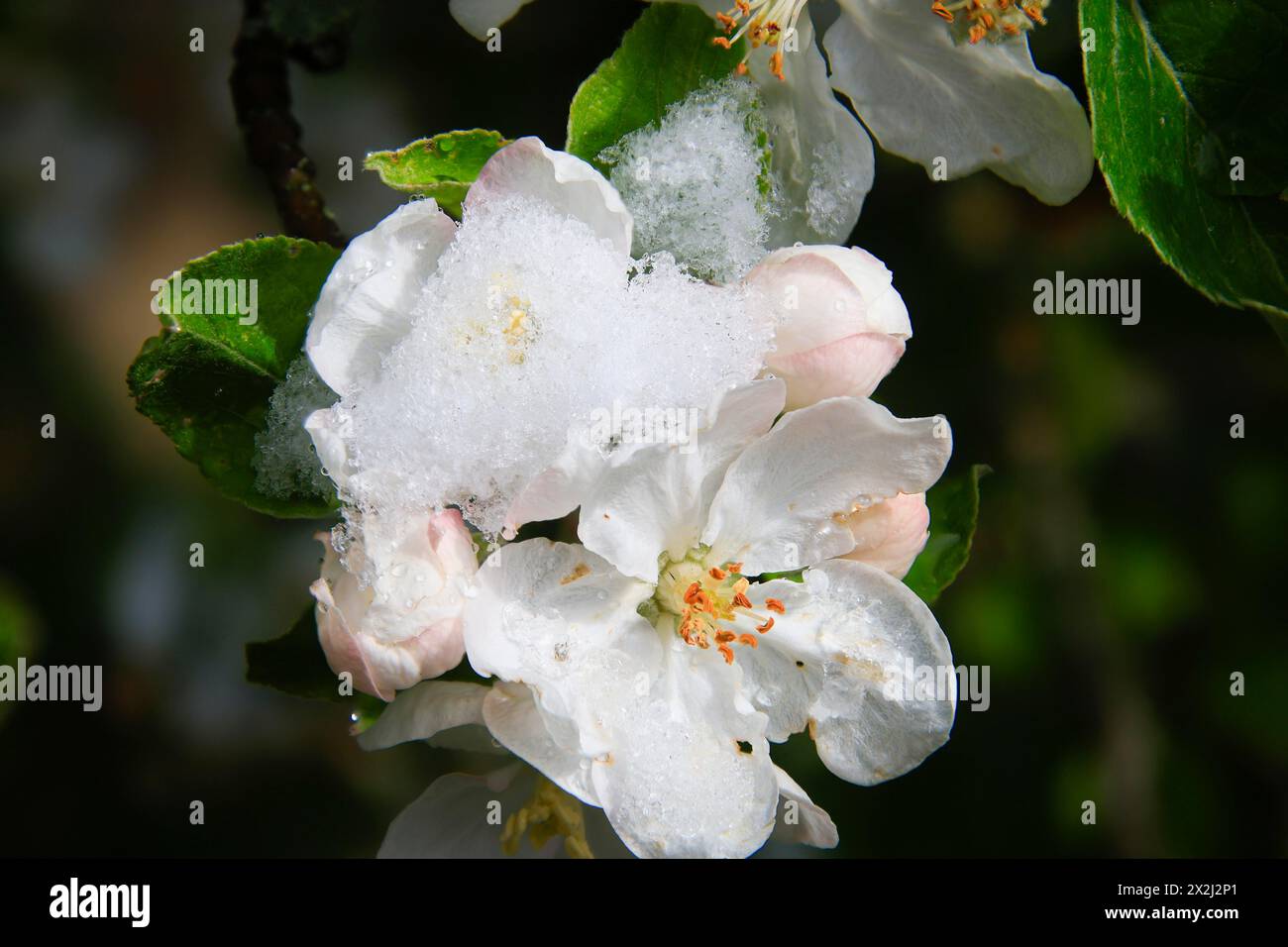 Apple blossoms on a tree in an orchard in the Eastern Ore Mountains. A cold snap led to late snowfall in the low mountain range and jeopardised Stock Photo