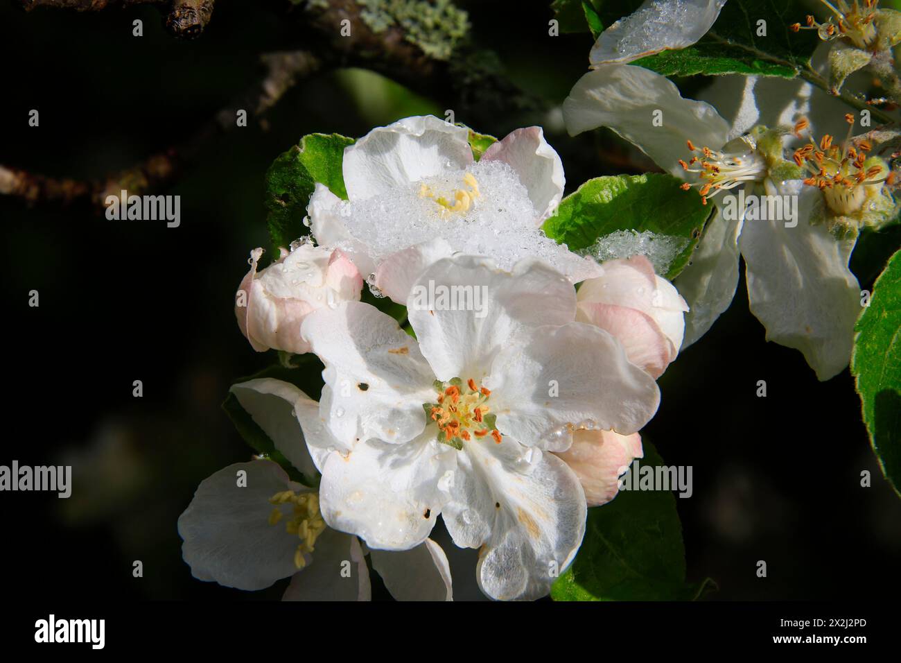 Apple blossoms on a tree in an orchard in the Eastern Ore Mountains. A cold snap led to late snowfall in the low mountain range and jeopardised Stock Photo