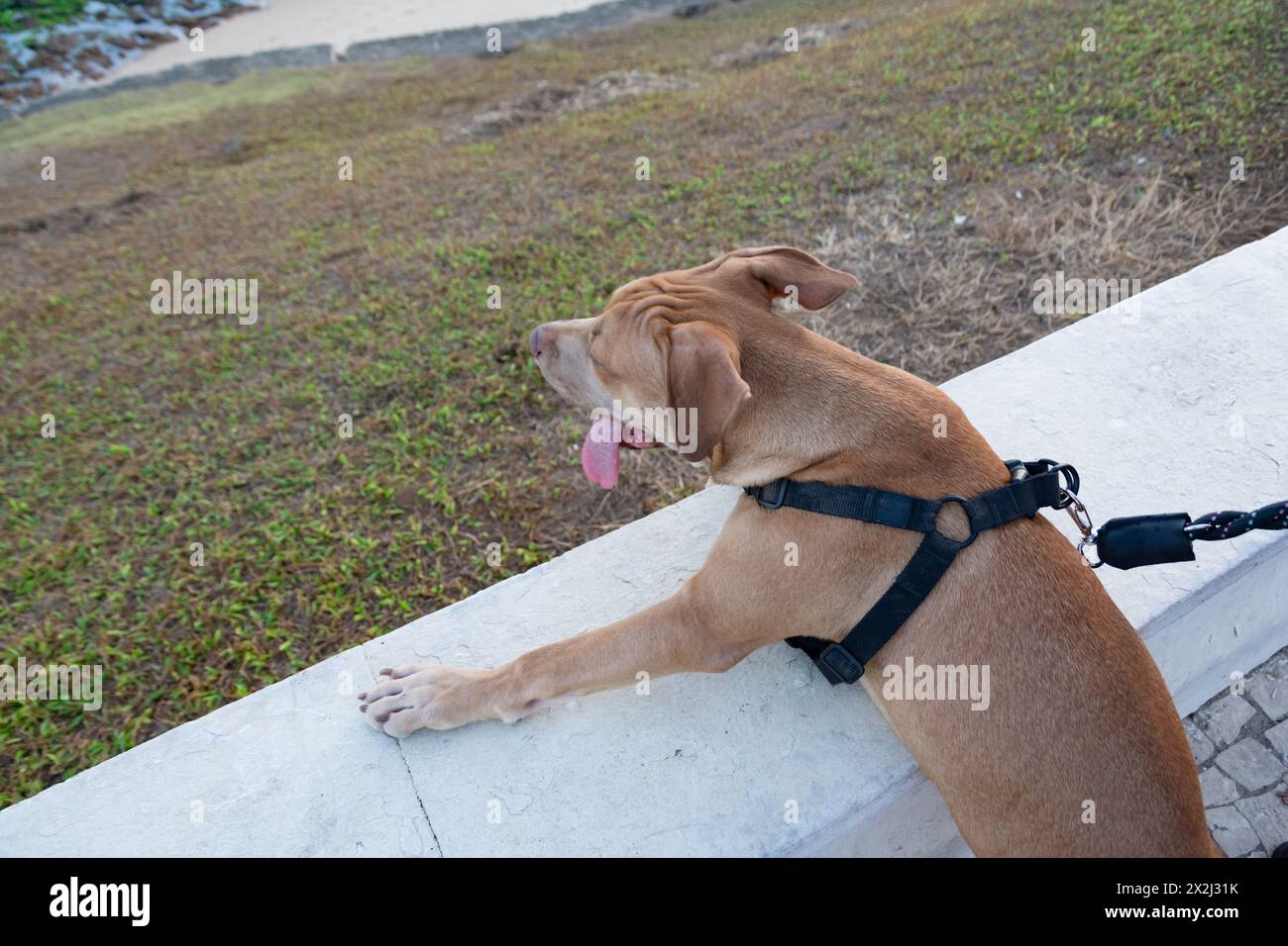 Brown pitbull dog looking at the sea. Domestic and calm animal Stock Photo